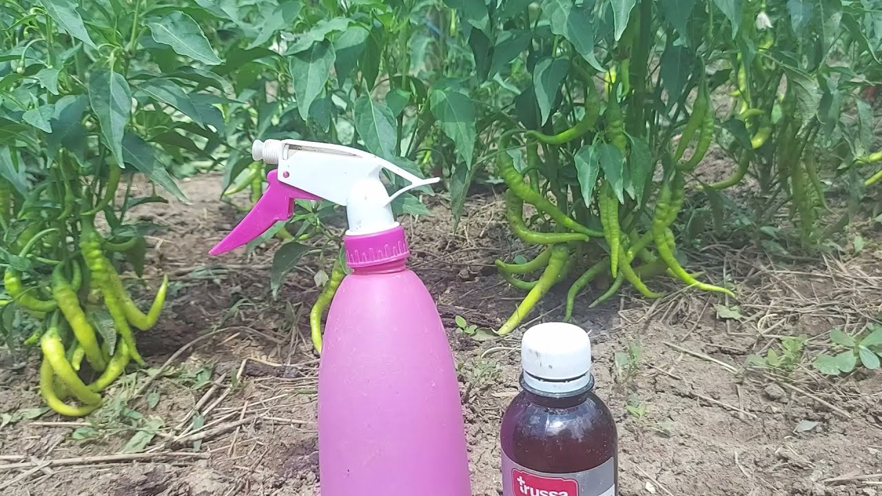 Wasserstoffperoxid f&uuml;r Gurken Falscher Mehltau und Braunf&auml;ule