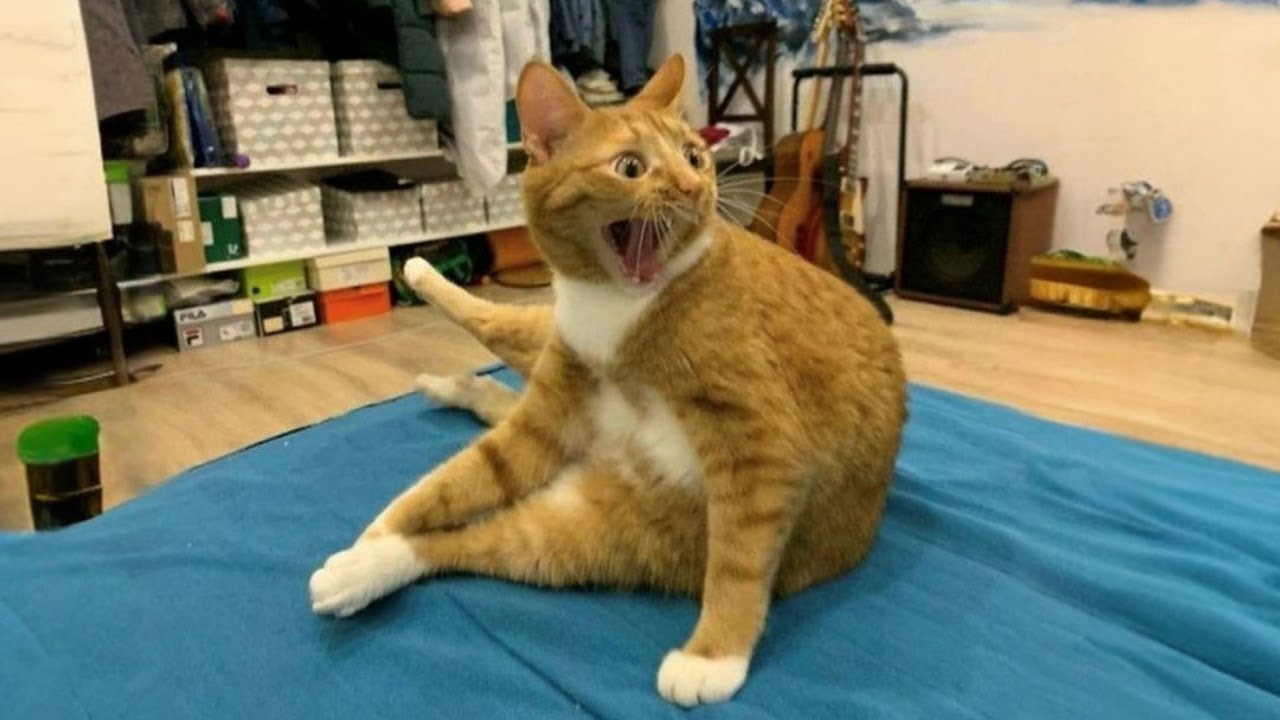 Когда вам нужен кот… но в итоге вы сталкиваетесь с комиком 😹 Лучший смешной кошачий сериал