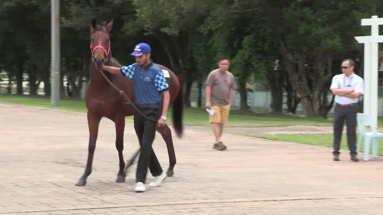 Community Horse Project: Open Viewing Day for 2YO Online Sale