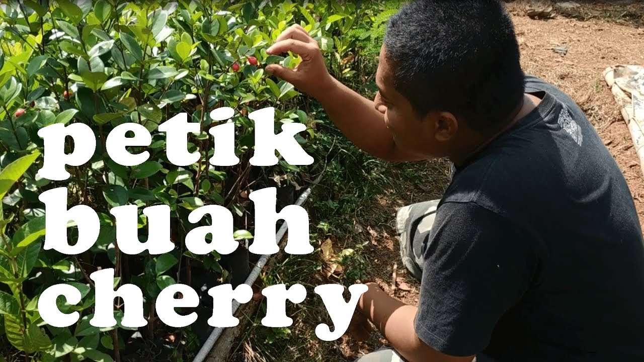 tanaman perdu beach cherry mudah berbuah