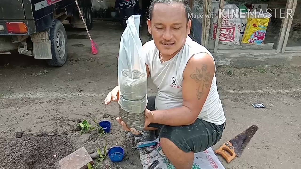 CARA BARU.....stek batang Jeruk purut....cepat tumbuh akar dan daun