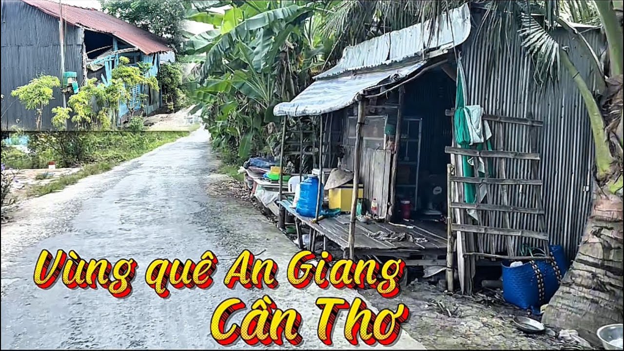 Hành Trình Về Vùng Quê An Gang Và Cần Thơ Đang Vào Vụ Lúa Chín 