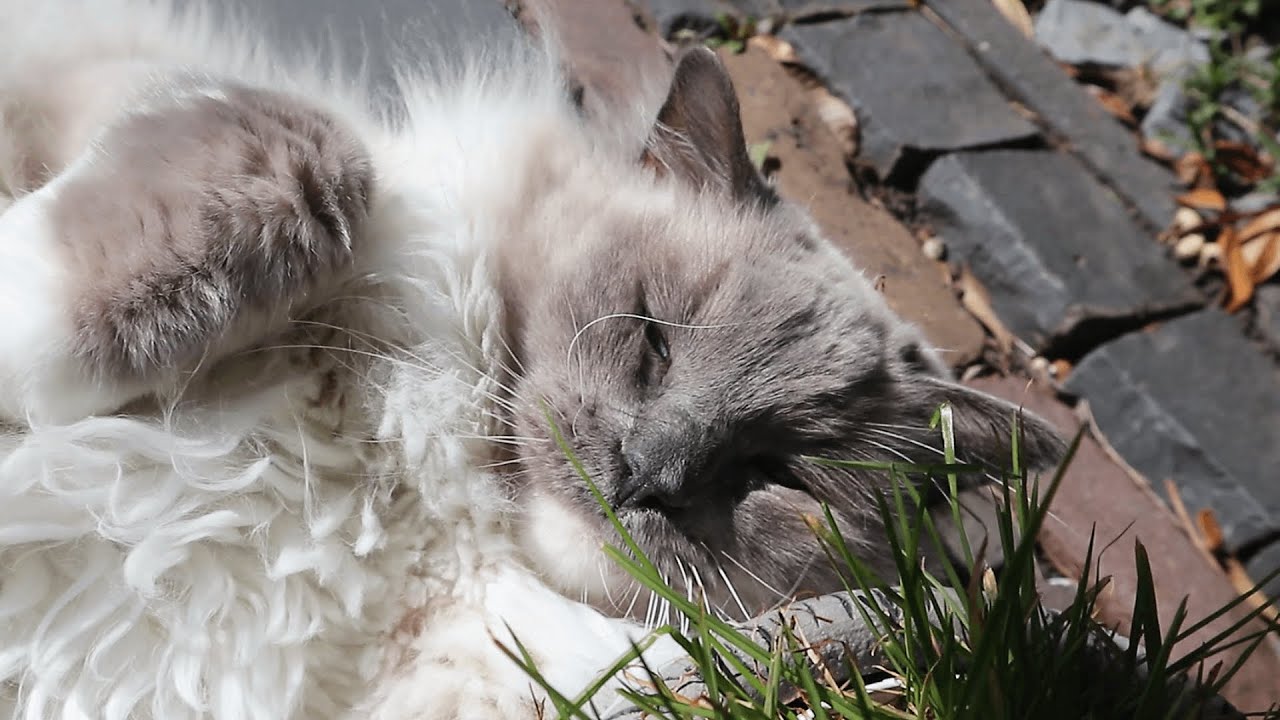 Ragdoll Cat Ate too Much Cat Grass? It's just dental floss to my other cat.