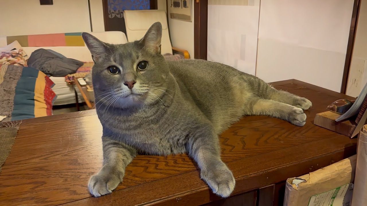 朝ごはんを食べに2階に上がり.. おじいちゃんに挨拶してからしっかり食べて.. 下に降りて高い梁に上がろうとして.. おばあちゃんと目が合ってやめにして.. トイレに入りテンション上がる猫・・・