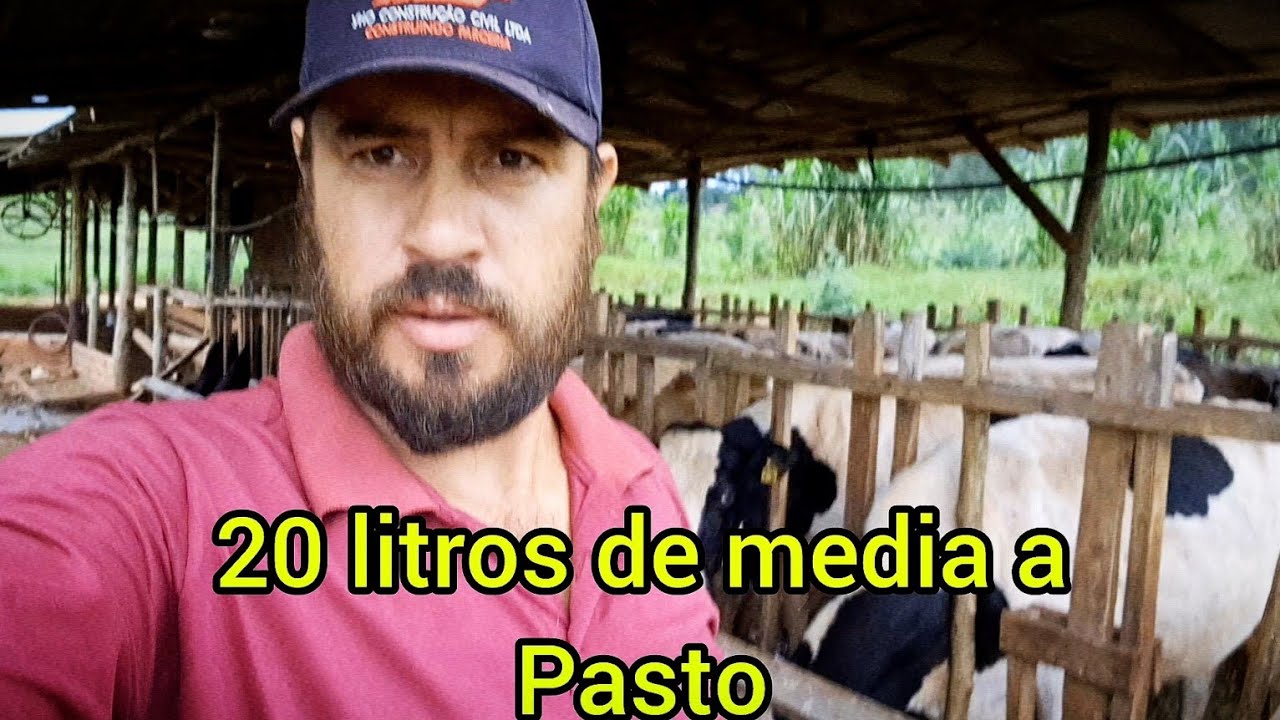 Como aumenta o leite das vaca