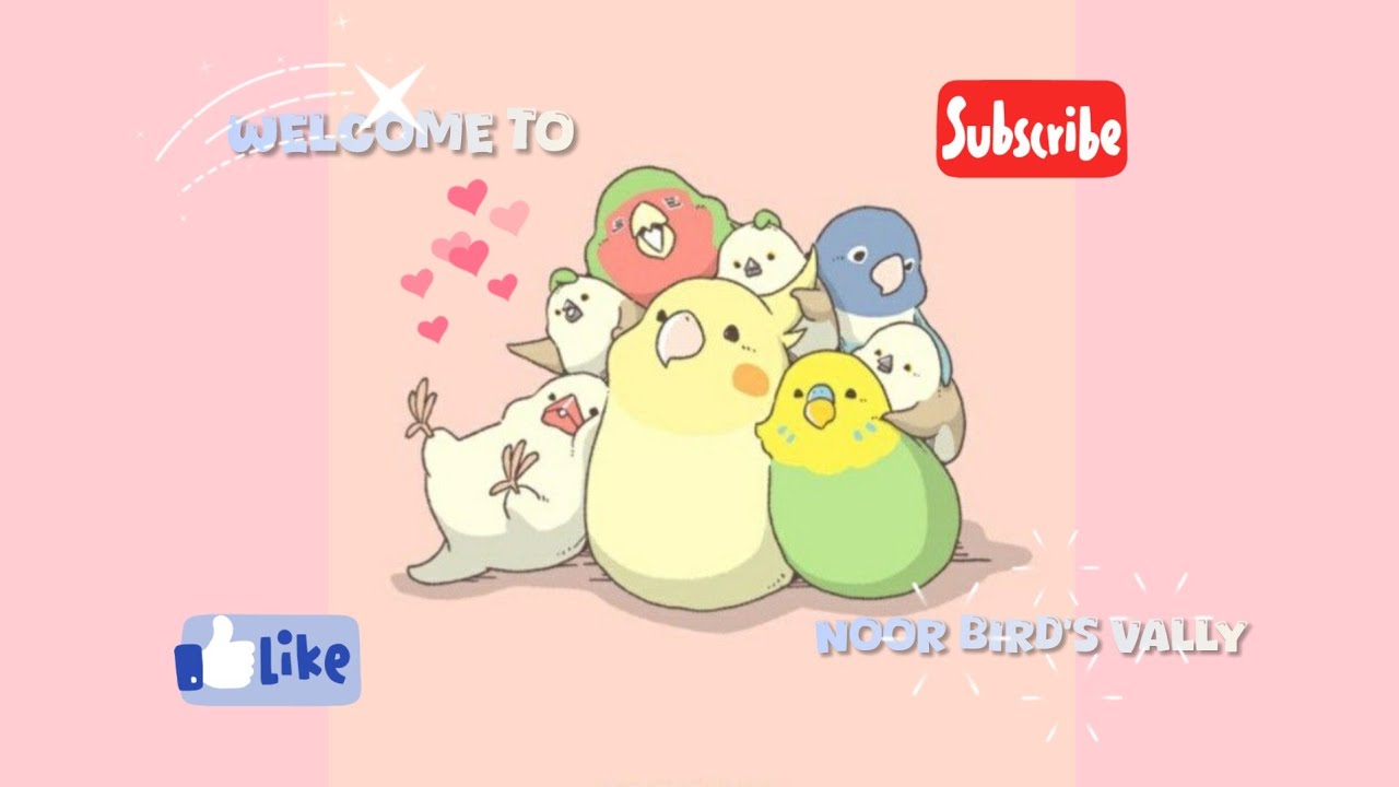 🌿 Budgies Friends Live Fun & PlayFul