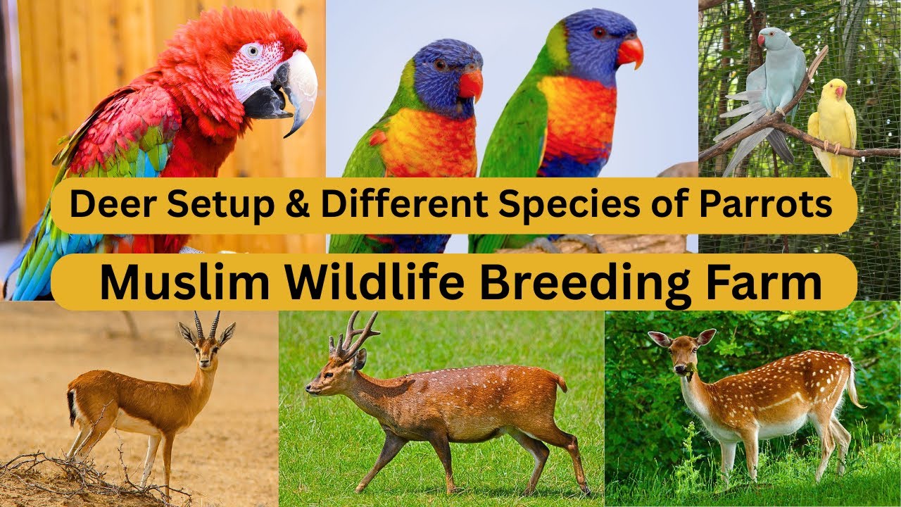 Deers & Exotic Parrots | Inside Muslim Wildlife Breeding Center | Full Tour in November 2025