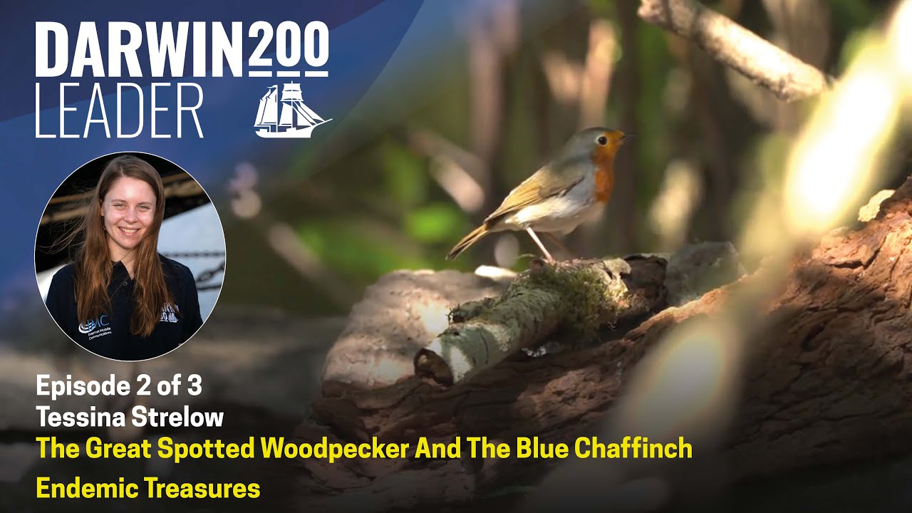 The Great Spotted Woodpecker and the Blue Chaffinch - Endemic Treasures by Tessina Strelow Episode 3
