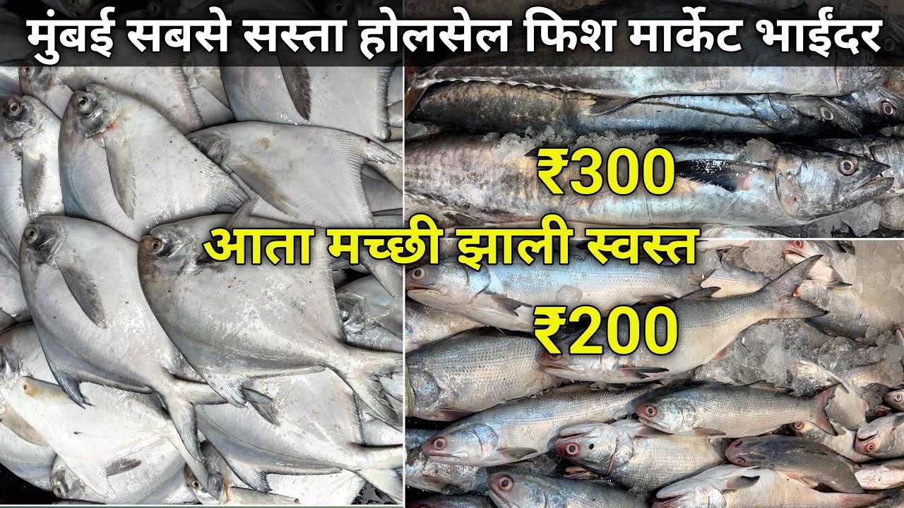 Mumbai Mira Bhayandar Fish Market | Bhayandar Fish Market | Fish | Wholesale Fish Market In Mumbai
