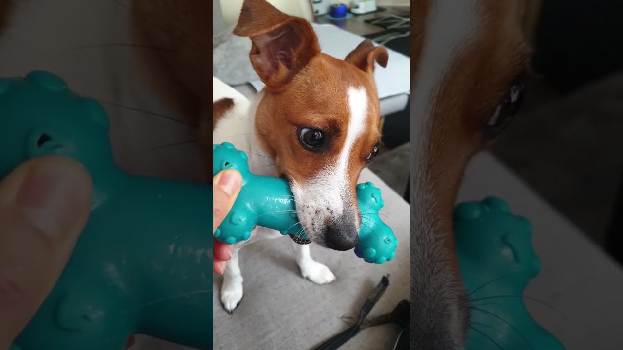 TOO CUTE💯🌭 | Jack Russell Terrier COFFEE #shorts #cute #subscribe