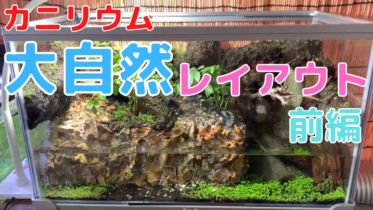 【カニリウム】大自然のカニリウムレイアウト🦀前編🦀新規立ち上げ！種から作る自然の風景#カニリウム#レイアウト#自然#バンパイアクラブ#vampire crab