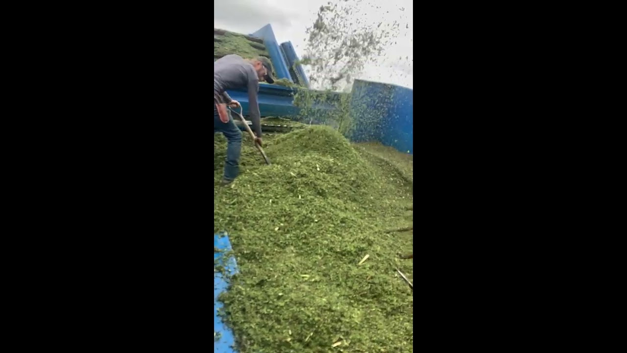 Harvesting Hemp with Combine