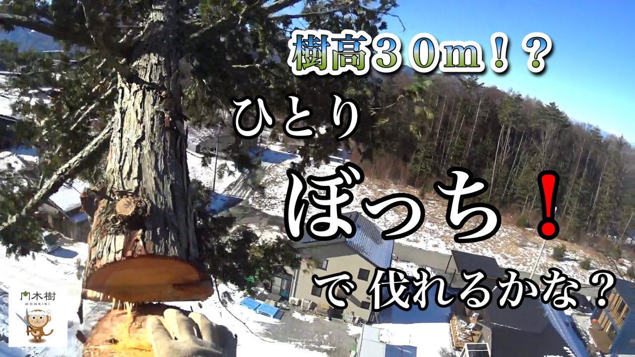 【特殊伐採】サワラの大木 ぼっちで伐採してみます