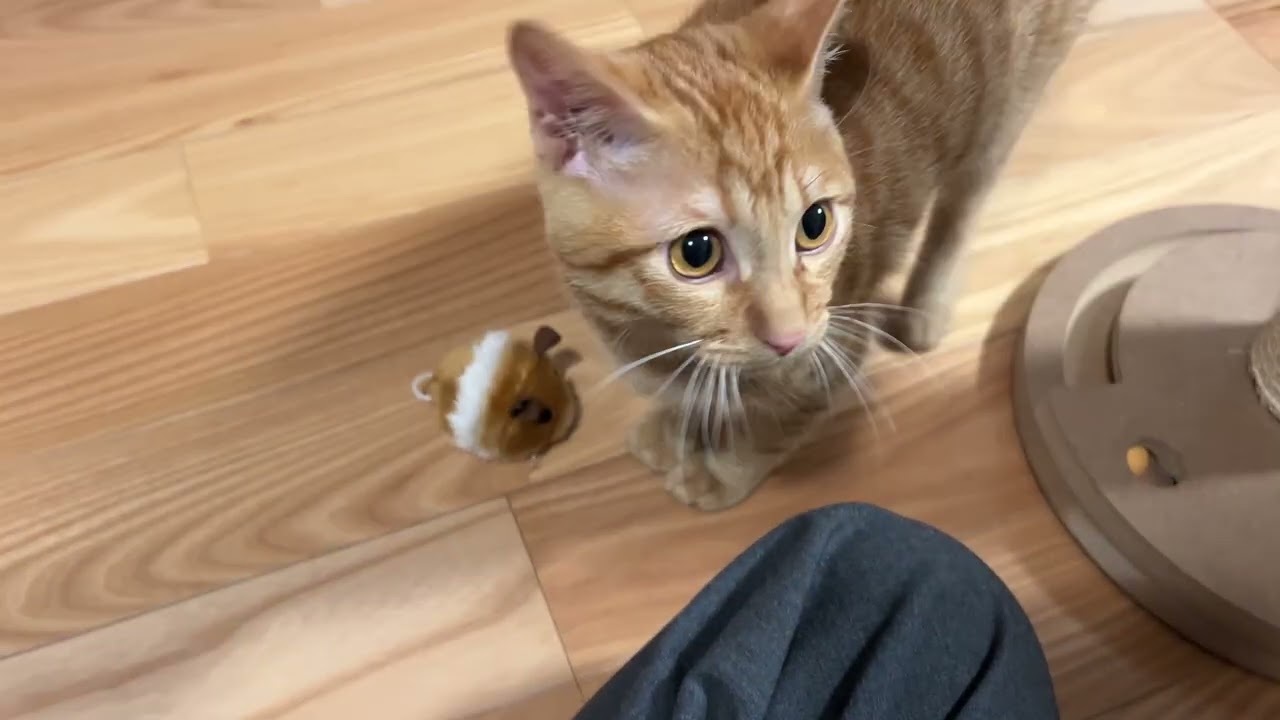 猫「遊び方教えてください」