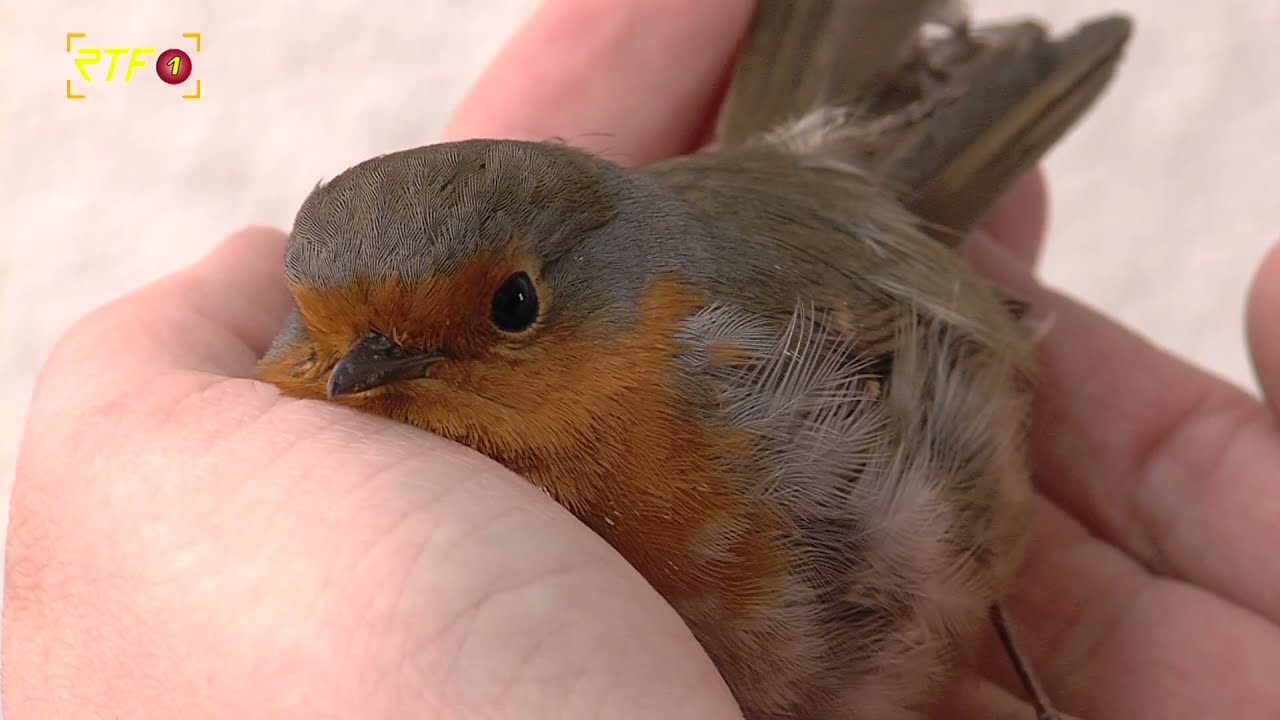 Verletzter Vogel gefunden - Der NABU informiert, was zu tun ist