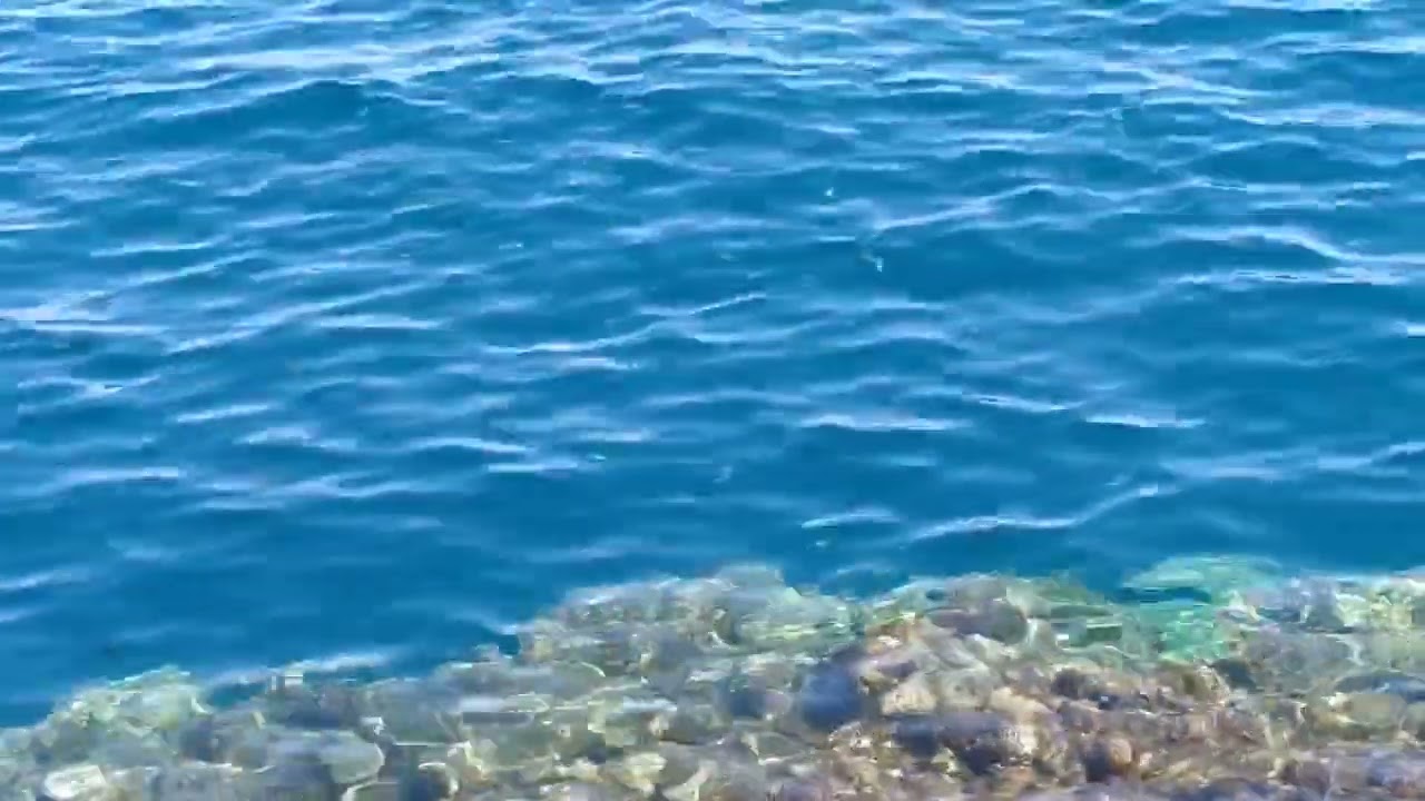 reaf beach in Sharm 2020(3)
