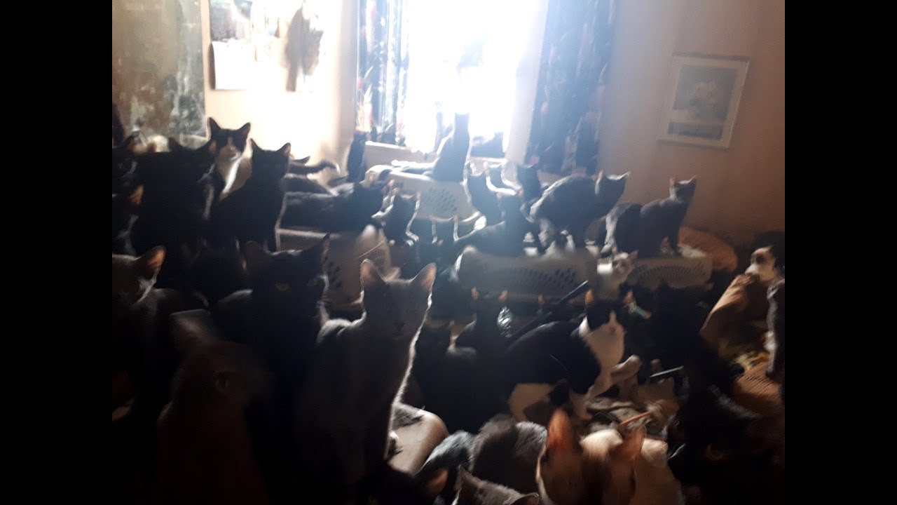 300 cats rescued from single bedroom apartment in Toronto
