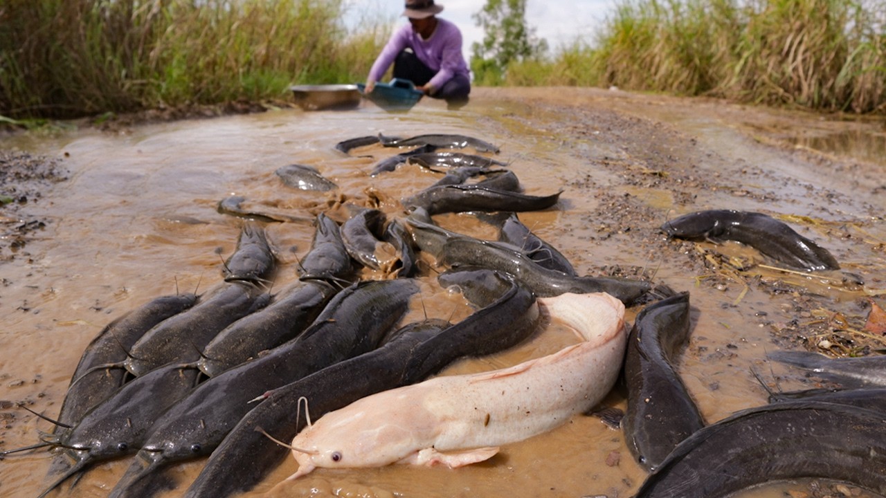 Hundreds of Catfish Flood the Road – Unbelievable Catch!