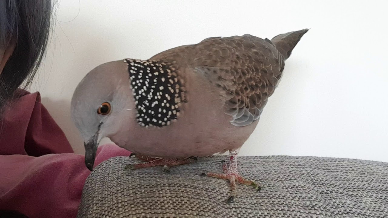 2019 07 05 Spotted Neck Turtledove Cooing