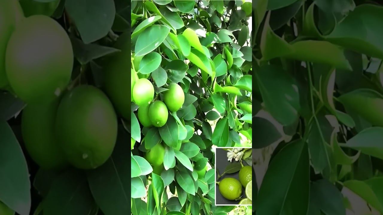 fruit plant online nursery 🍏👍