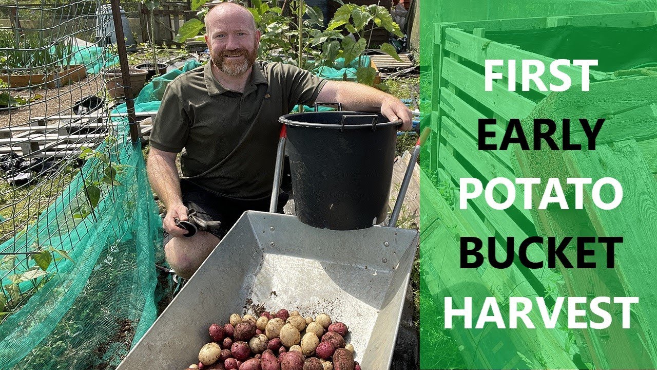 First Early Potato Harvest | Potatoes in Containers | Potatoes| Mark's Allotment Plot