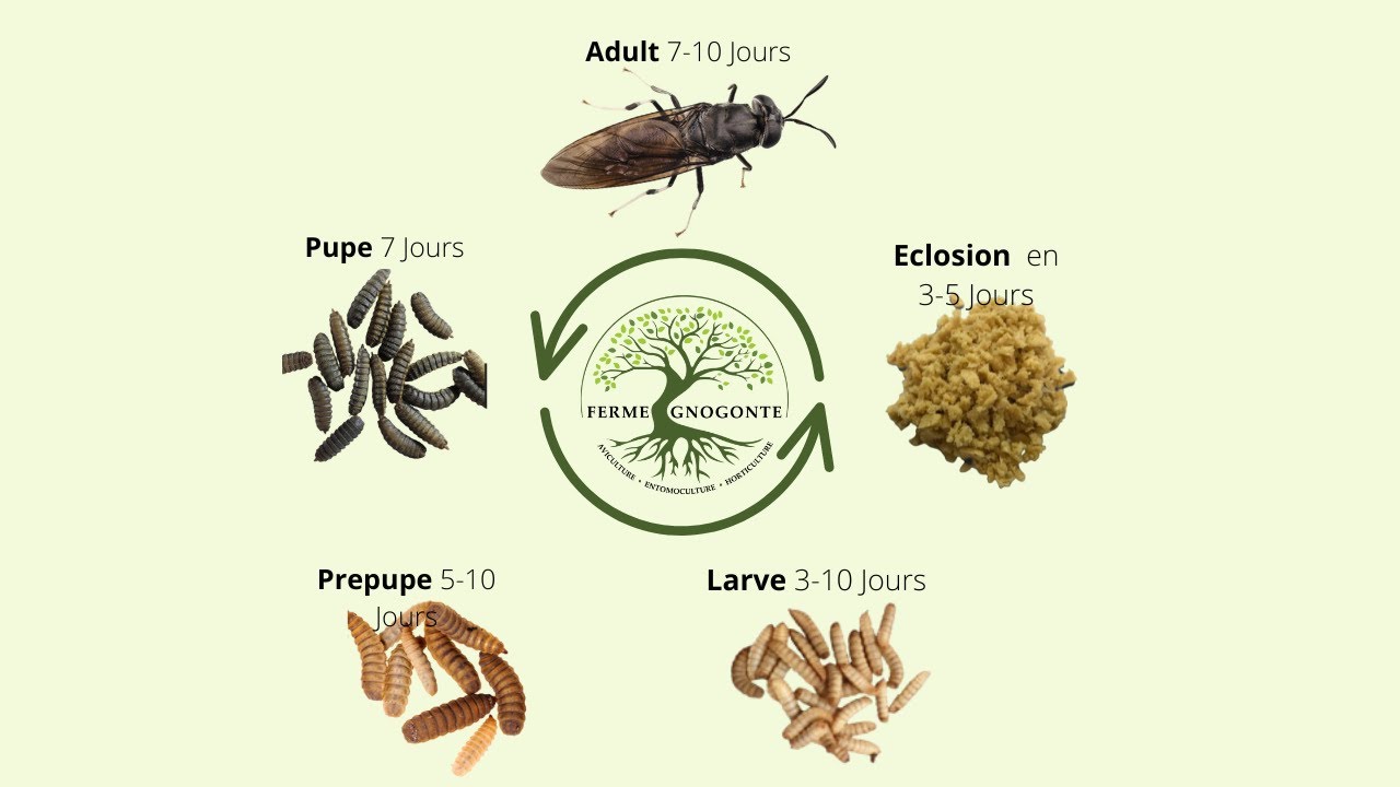 Résumé de l'élevage des mouches soldats noires