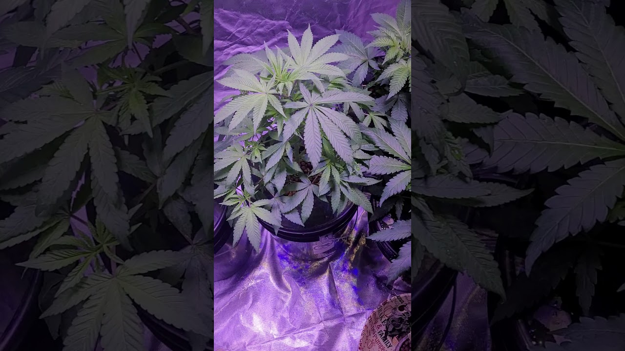 1st time growing weed, AK 47 x 3 and a healthy PineTar