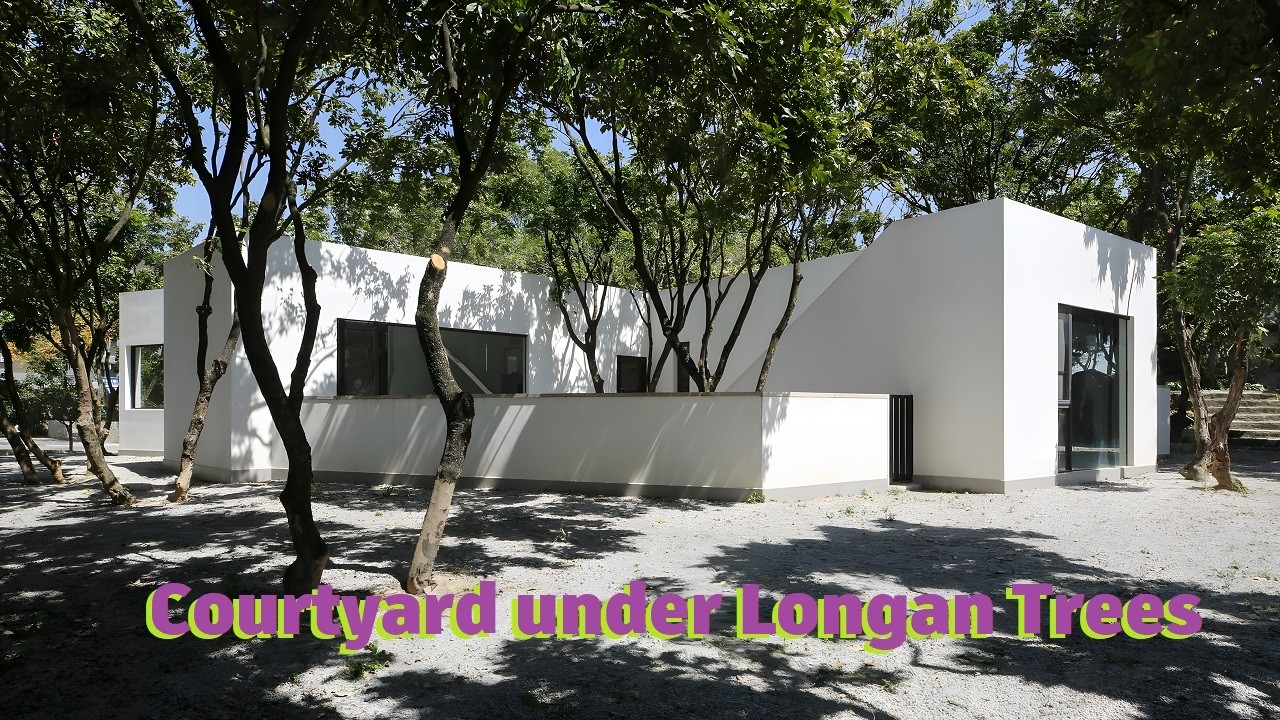 Courtyard under Longan Trees