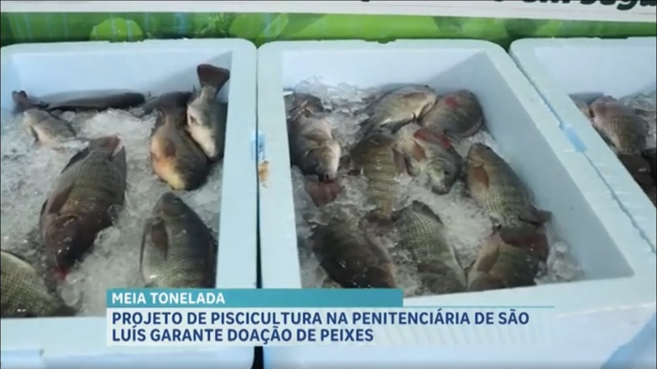 Agro Record: Peixes de projeto social ajudam famílias carentes