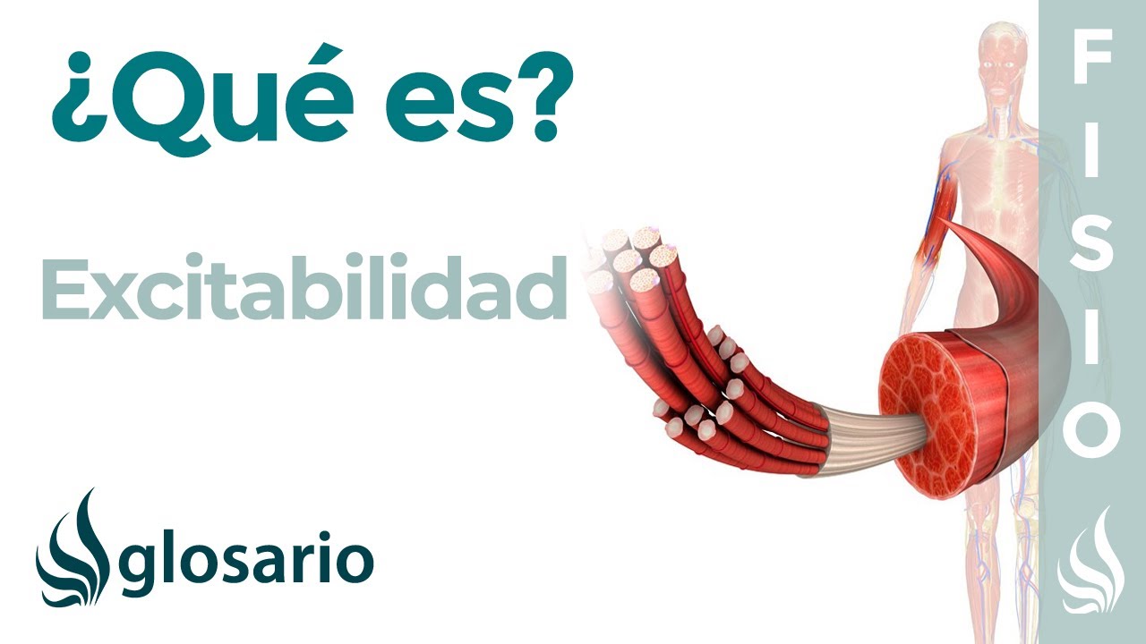 EXCITABILIDAD | Qu&eacute; es, c&oacute;mo se produce, que pasa cu&aacute;ndo el m&uacute;sculo no posee est&aacute; propiedad