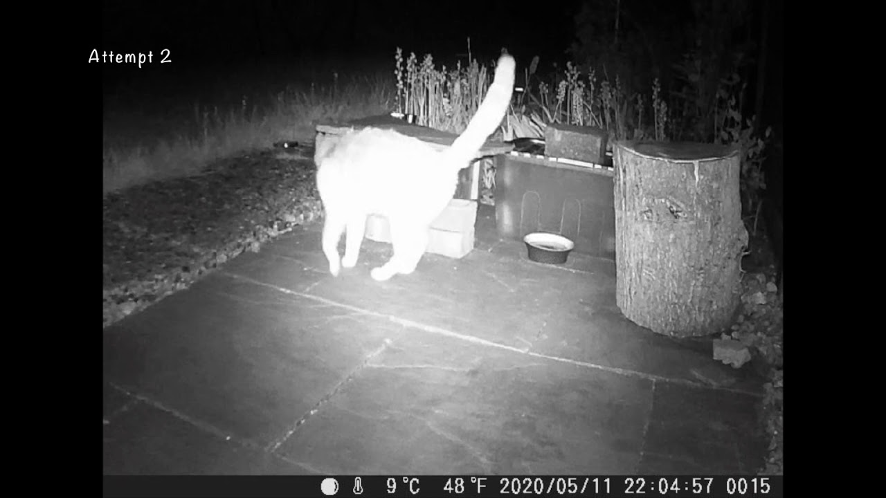 Cat proofing the hedgehog house