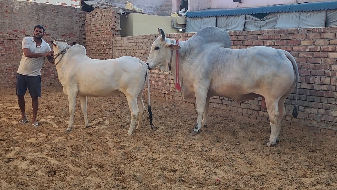 👍Exellent First#Timer#Hifer👍Today PREGNANT BY RUDRANATH 👍