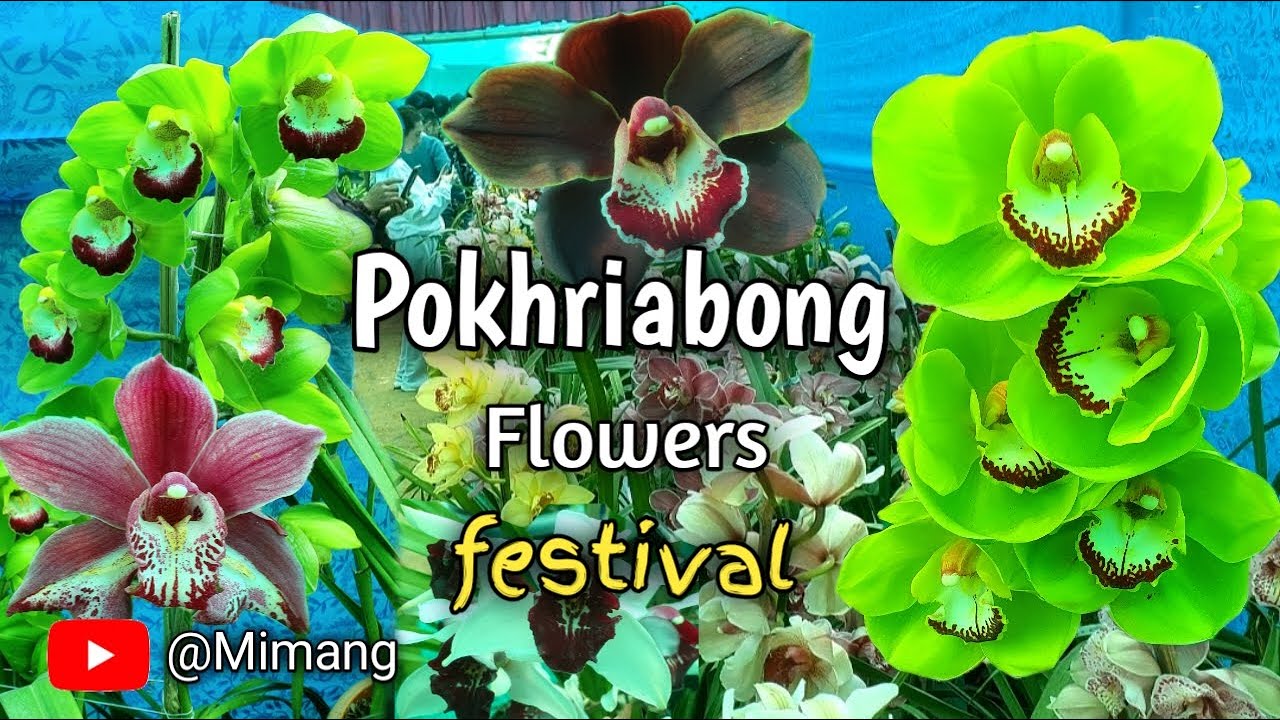 Pokhriabong Flowers Festival / Mimang Vlog //