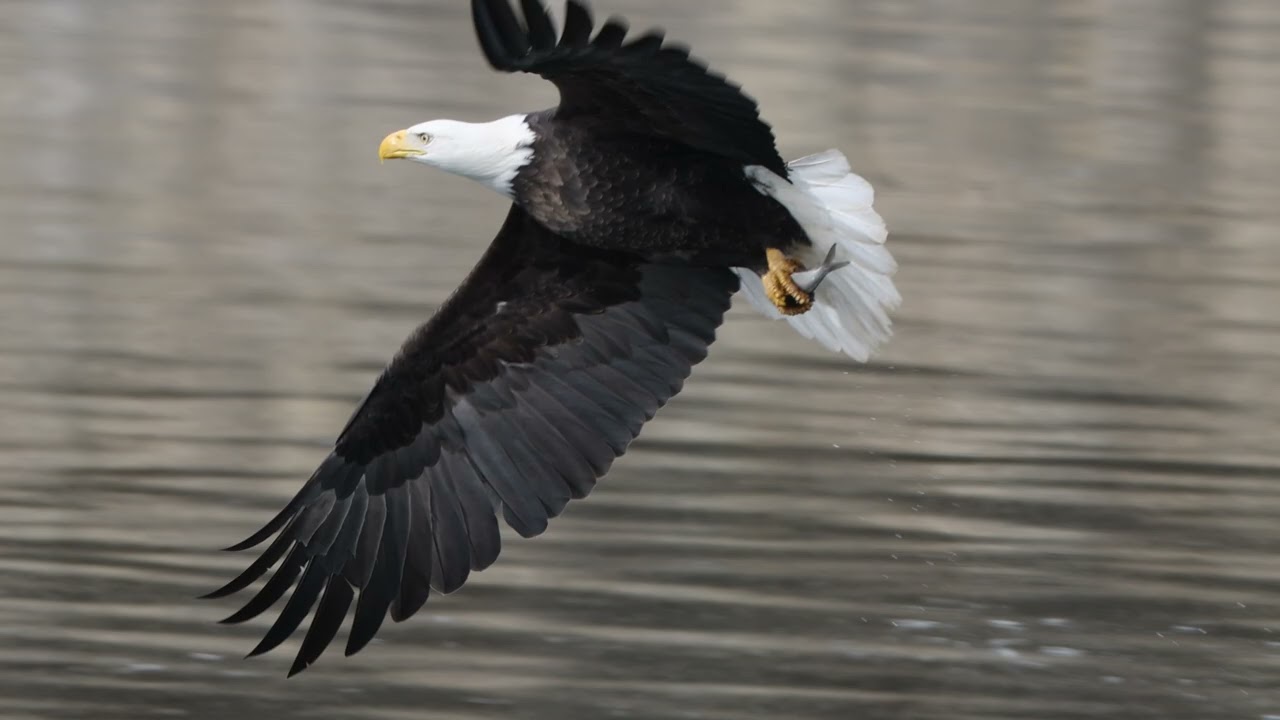 A Wild Minute - Bald Eagles Fishing