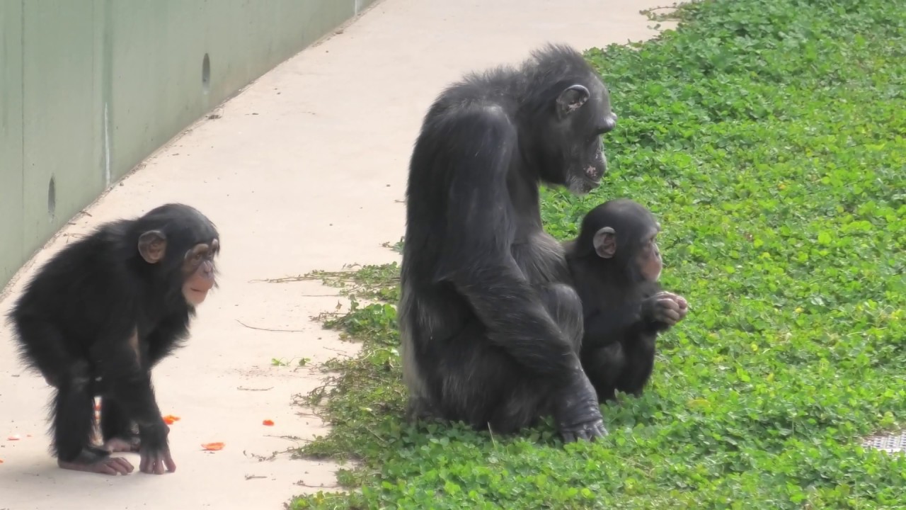 やさしいアキコとカランとコエ　東山動植物園　チンパンジー