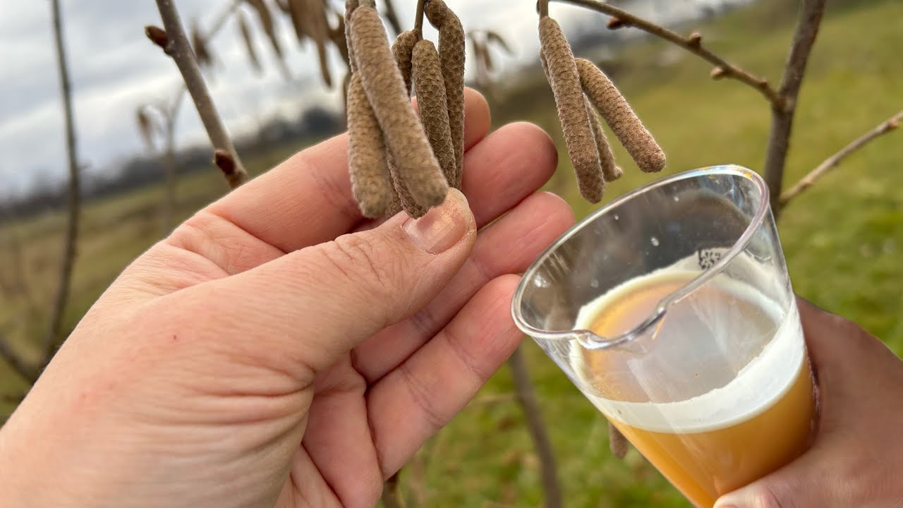 DER BESTE BIO-D&Uuml;NGER F&Uuml;R HASELN&Uuml;SSE! Gr&ouml;&szlig;ere Kerne und gr&ouml;&szlig;ere Haseln&uuml;sse