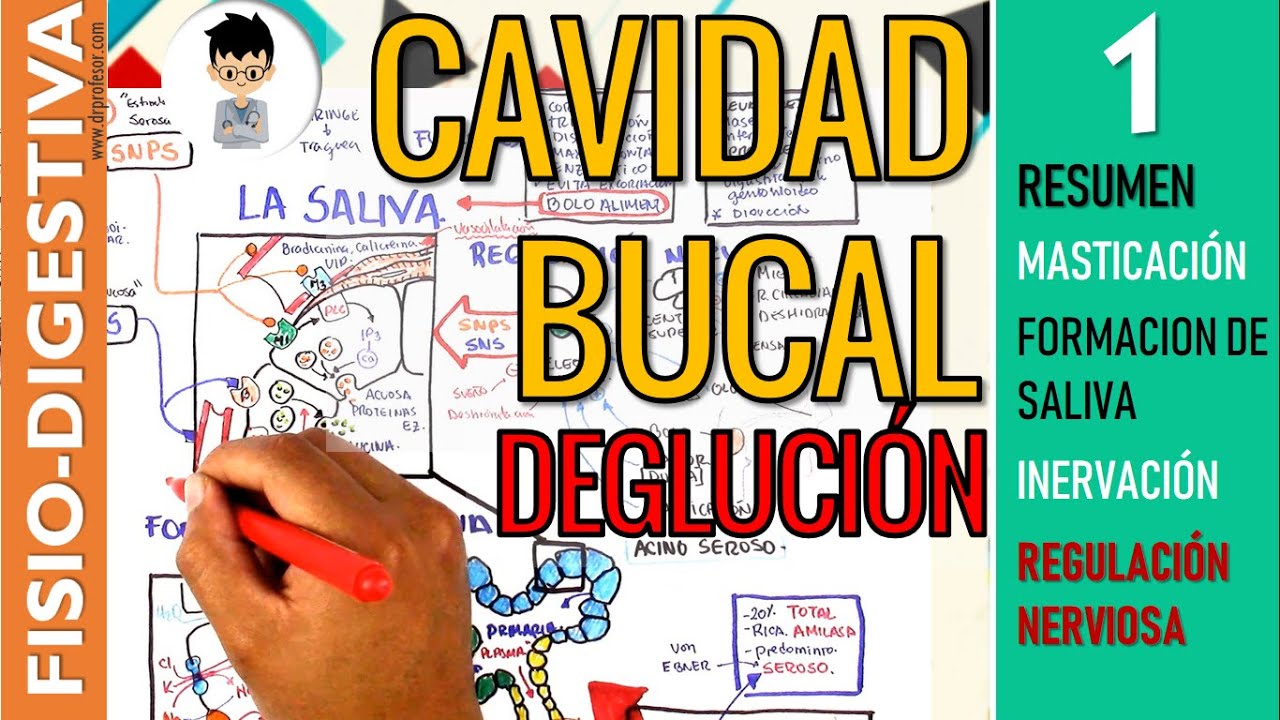 FISIOLOGIA de la CAVIDAD BUCAL, MASTICACION, Formaci&oacute;n de SALIVA, INERVACI&Oacute;N, REFLEJOS | Digestivo