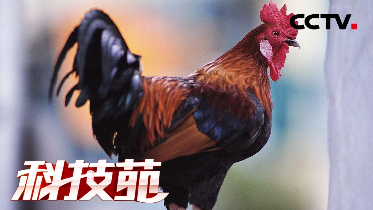 《科技苑》橡胶林里跑“飞鸡” 20190529 | CCTV农业