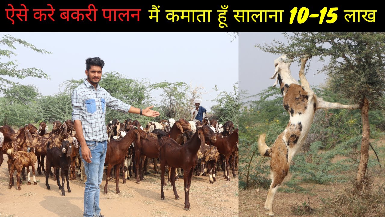 10 बकरियों से start  किया था फार्म / आज है सालाना कमाई 10-15  lakh / how to start goat farming #IFT