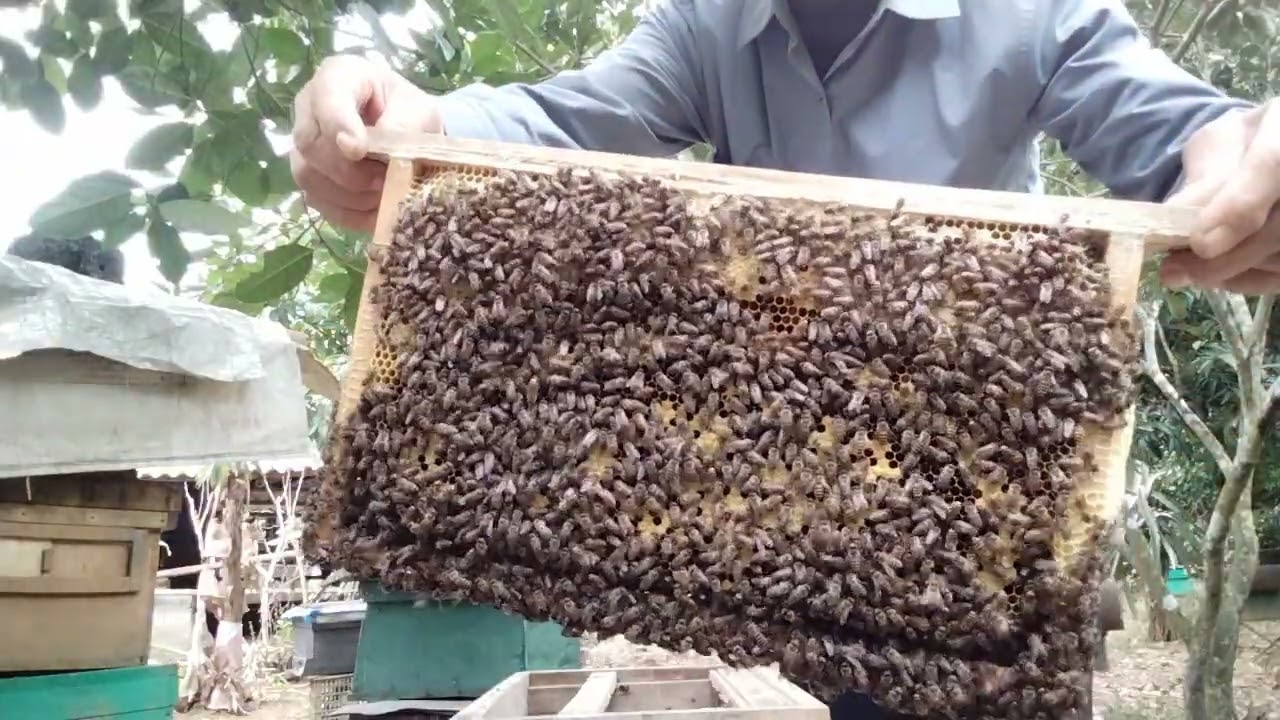 Chất lượng đàn ong trước khi nghỉ tết Nguyên Đán - đời sống nhà nông - đt 0339186706