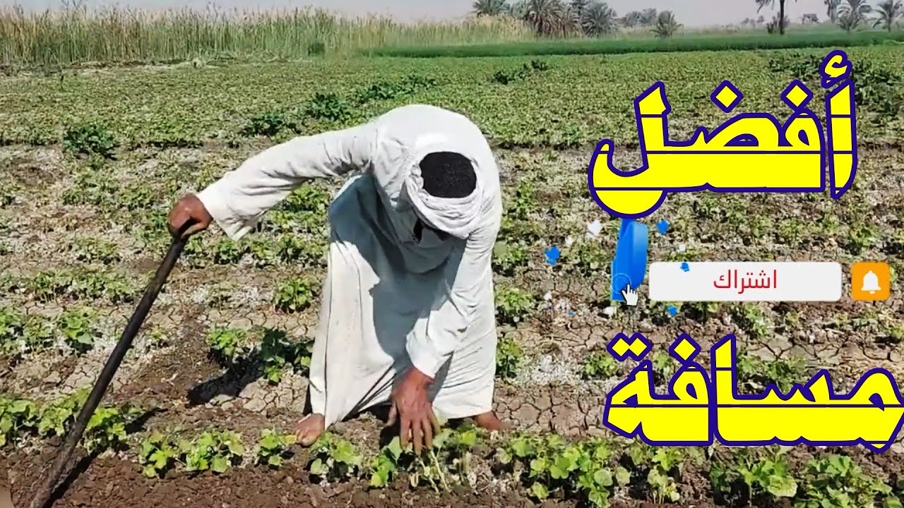 أفضل مسافة في زراعة البامية☝فل ولا تعل