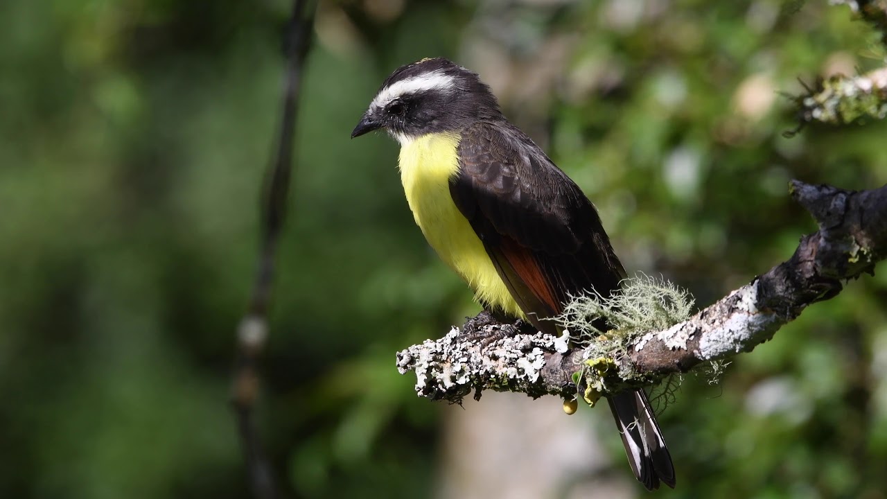 Myiozetetes cayanensis