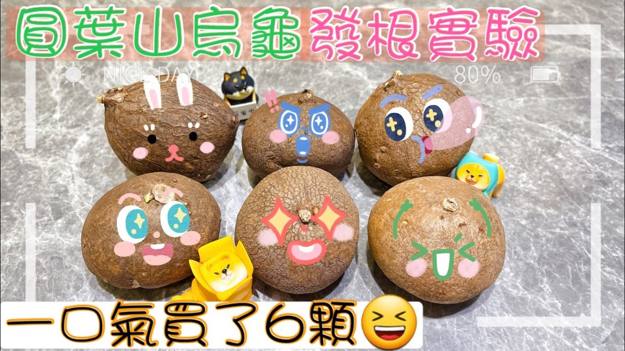 【多肉實驗室】圓葉山烏龜發根實驗｜A&Y｜Stephania erecta