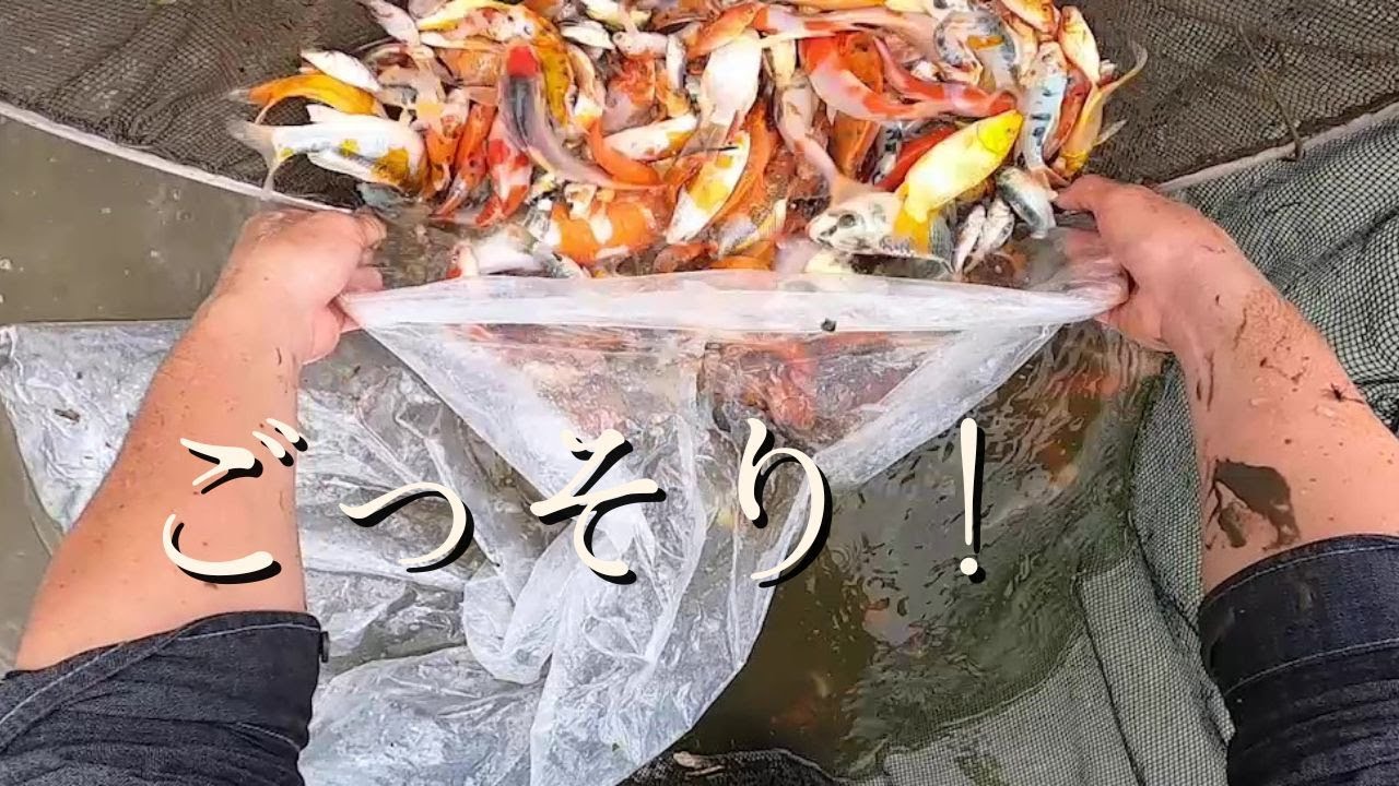 魚の収穫、野池揚げ【錦鯉】＃2022産#nishikigoi＃ガサガサ#ปลาคราฟ