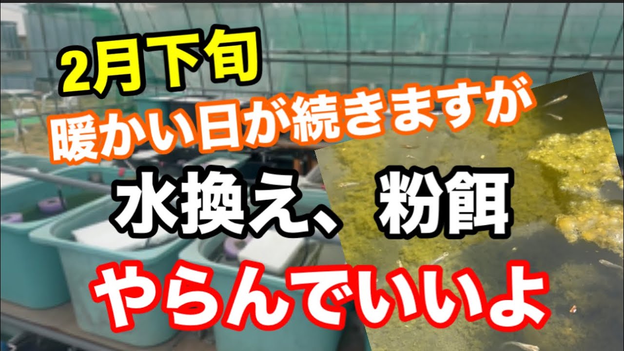暖かいけどまだ冬です。【メダカ】