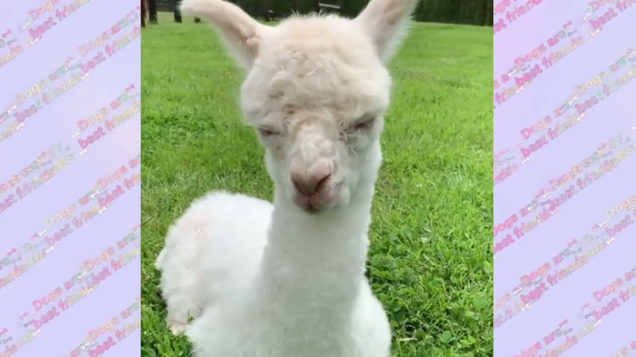 Funny and cute pets  Part 3.