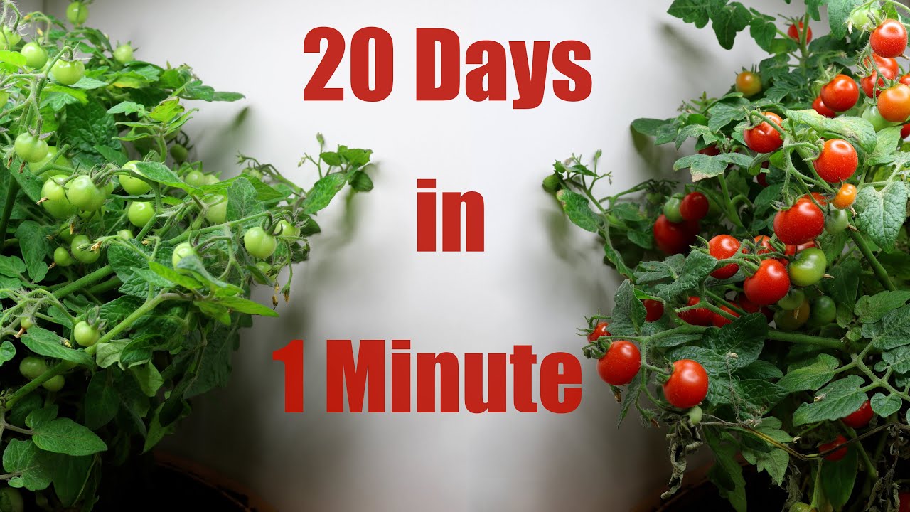 Tomatoes Ripening 🍅 Time Lapse