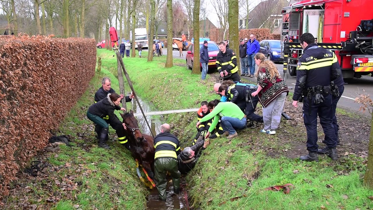 Paard uit de sloot gered in Loon op Zand