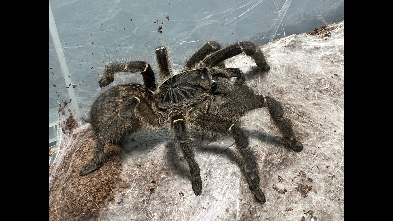 Ceratogyrus meridionalis, пара серых бабуинов из Зимбабве