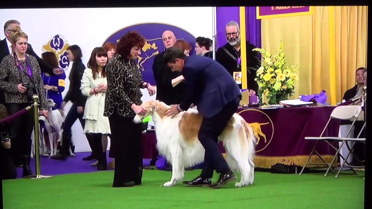 142nd Westminister Dog Show Borzoi Judging
